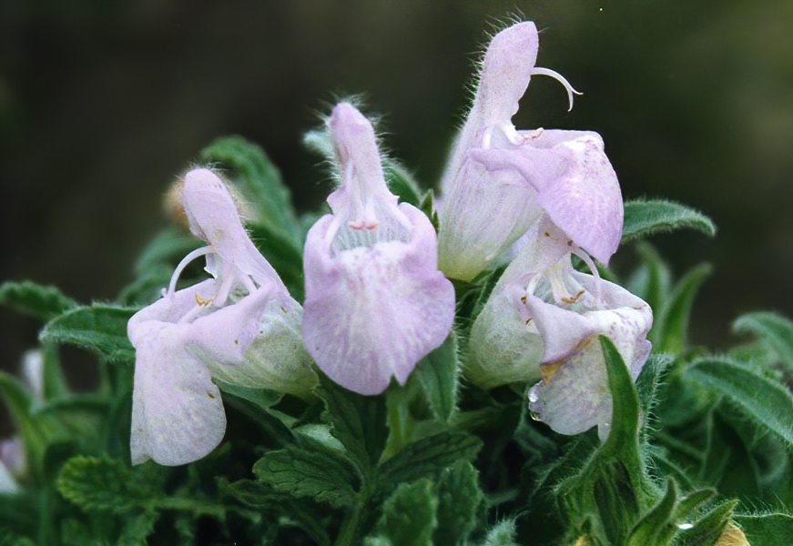 Salvia caespitosa en fleurs sur les éboulis calcaires des montagnes d'Anatolie